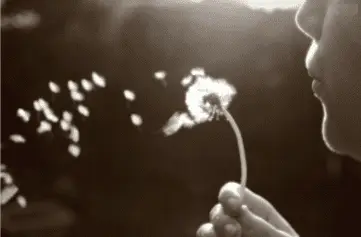 Insight Meditación